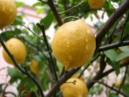 Назван фрукт, который заменит многие косметические средства