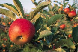 В Украине растут цены на яблоки