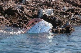 На пляже Испании обнаружили неизвестное морское существо