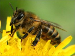 Что делать, если вас укусила пчела