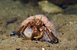 Почему люди утратили способность к регенерации