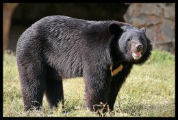 В России прямо на школьном дворе застрелили медведя