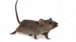 Изменение одного гена сделало мышей долгожителями