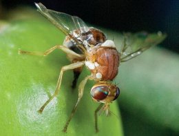 Генетически модифицированные насекомые могут заменить пестициды
