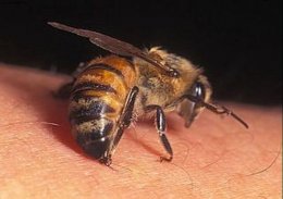 В Китае эффективно излечиваются с помощью пчел