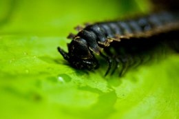 Кембрийский взрыв. Ученые выяснили, в чем секрет эволюционной аномалии (ФОТО)