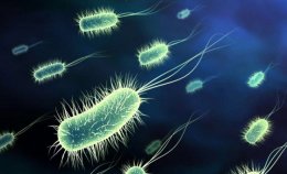 Бактерии будут программировать на уничтожение болезнетворных микроорганизмов