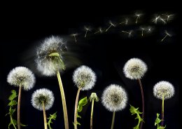 11 трав, стимулирующих похудение