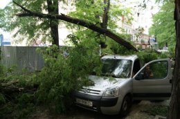 Украинцев предупреждают не парковать автомобили под деревьями