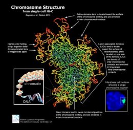 Ученые определили истинную форму хромосомы (ФОТО)