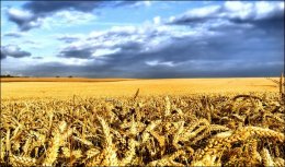 Российский взгляд на украинскую демократию