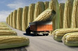 Кукуруза с ГМО безопаснее и экологичнее по сравнению с обычной