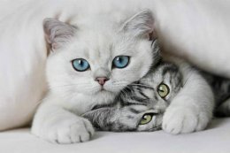 Для одиноких и скучающих киевлян открыли пункт проката котов