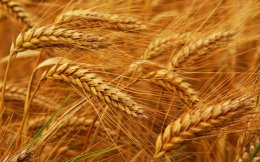Создание совместного зернового пула не принесет Украине никаких преимуществ