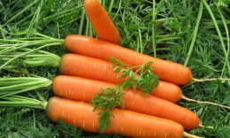 Ученые обнаружили новые полезные свойства у моркови