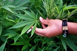 Власти Уругвая определились с ценой на марихуану