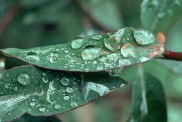 Австралийские ученые обнаружили золото в листьях эвкалипта