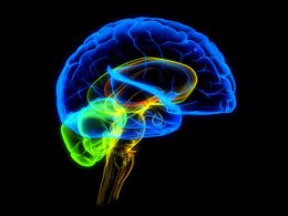 Мозг человека вырабатывает наркотические вещества