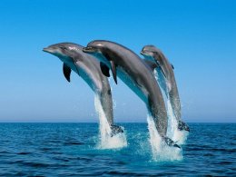Дельфины подсказали ученым способ обнаружения взрывных устройств