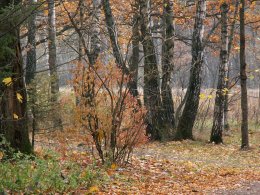Погода в Украине на среду, 30 октября