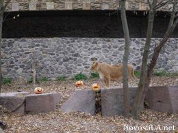 Хэллоуин в Киевском зоопарке (ФОТО)