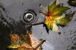 Погода в Украине на четверг, 7 ноября