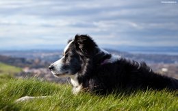 Ученые установили, где впервые были одомашнены собаки