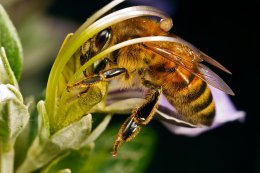 Пчел научили распознавать онкологические заболевания