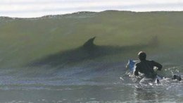В Австралии в пасти акулы погиб серфингист (ВИДЕО)