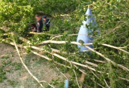 Огромное дерево упало на оживленную трассу (ВИДЕО)