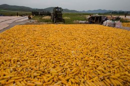 Рекордный урожай в Украине и связанные с ним проблемы аграриев
