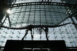 На аукционе продан гигантский скелет динозавра (ФОТО)