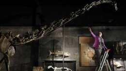 На аукционе продан гигантский скелет динозавра (ФОТО)