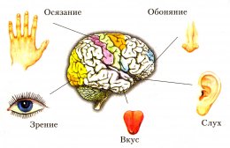 Десять необычных защитных механизмов человеческого организма