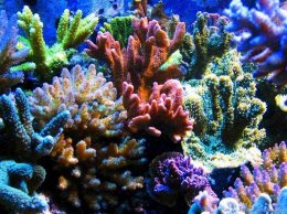 Кораллы могут ускорить заживление переломов