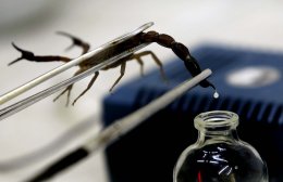 Яд скорпионов поможет обнаружить раковые клетки
