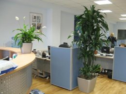 Комнатные растения в офисе предотвращают заболевания