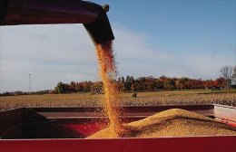 В Украине не хватает зерна на муку и хлеб