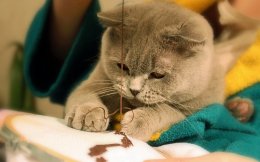 120 признаков истинного кошатника (ФОТО)