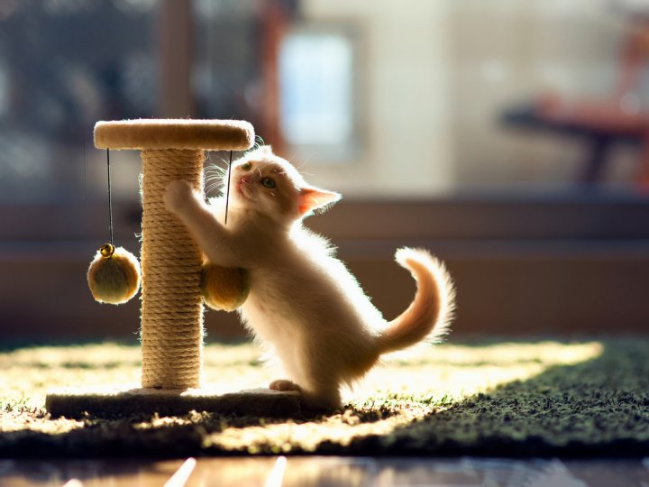 120 признаков истинного кошатника (ФОТО)