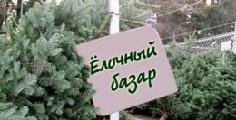 Как сохранить живую ель до праздников