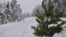 Какой новогодней елке отдать предпочтение