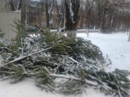 В Киеве начинают появляться кладбища новогодних елок