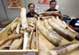 Китай уничтожил более шести тонн контрабандной слоновой кости