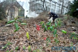 В январе в Киев "пришла весна"