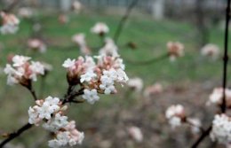 О чем говорит аномально теплая погода в январе
