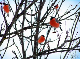 Украина в ожидании крещенских морозов