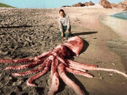 В Японском море выловили гигантского кальмара