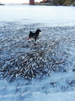 В Норвегии из-за аномальной температуры воздуха мгновенно погибла рыба (ФОТО)