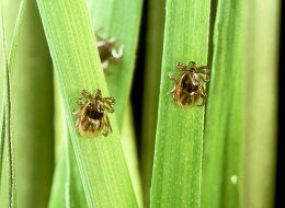 Ученые открыли новый вид бактерий